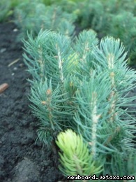 ������, ������� ������� �������� �� ���������